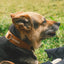 Collar Qualibet Pet Brown (L)