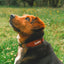 Collar Qualibet Pet Pepper (L)