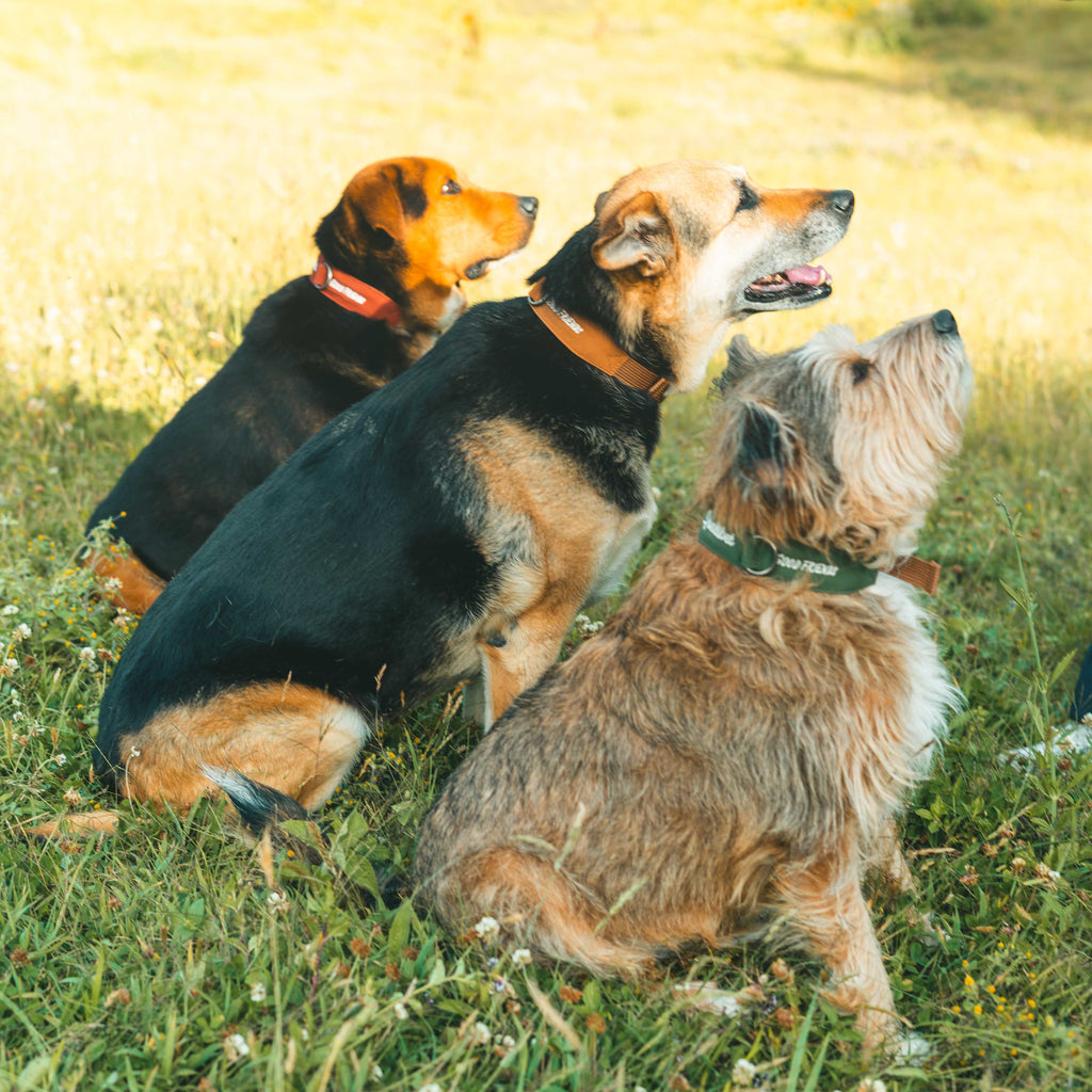 Collar Qualibet Pet Pepper (S)