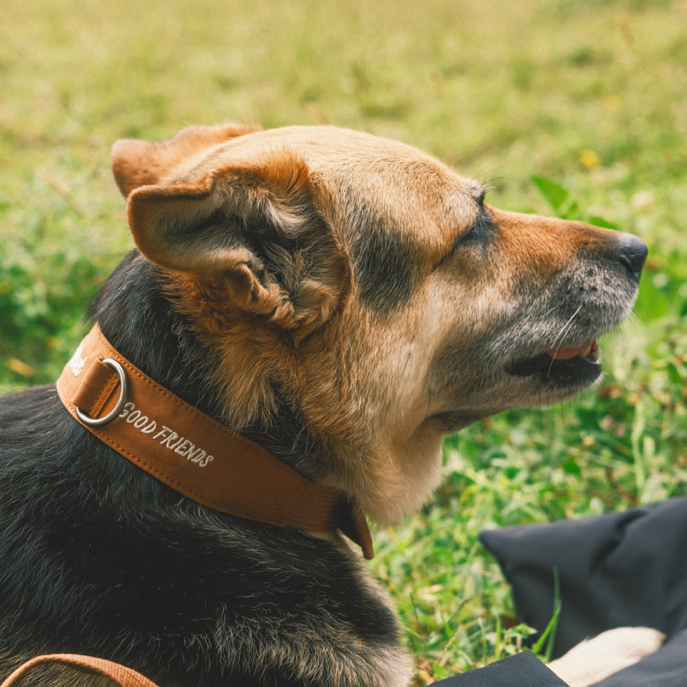 Collar Qualibet Pet Brown (L) Imagen principal del producto