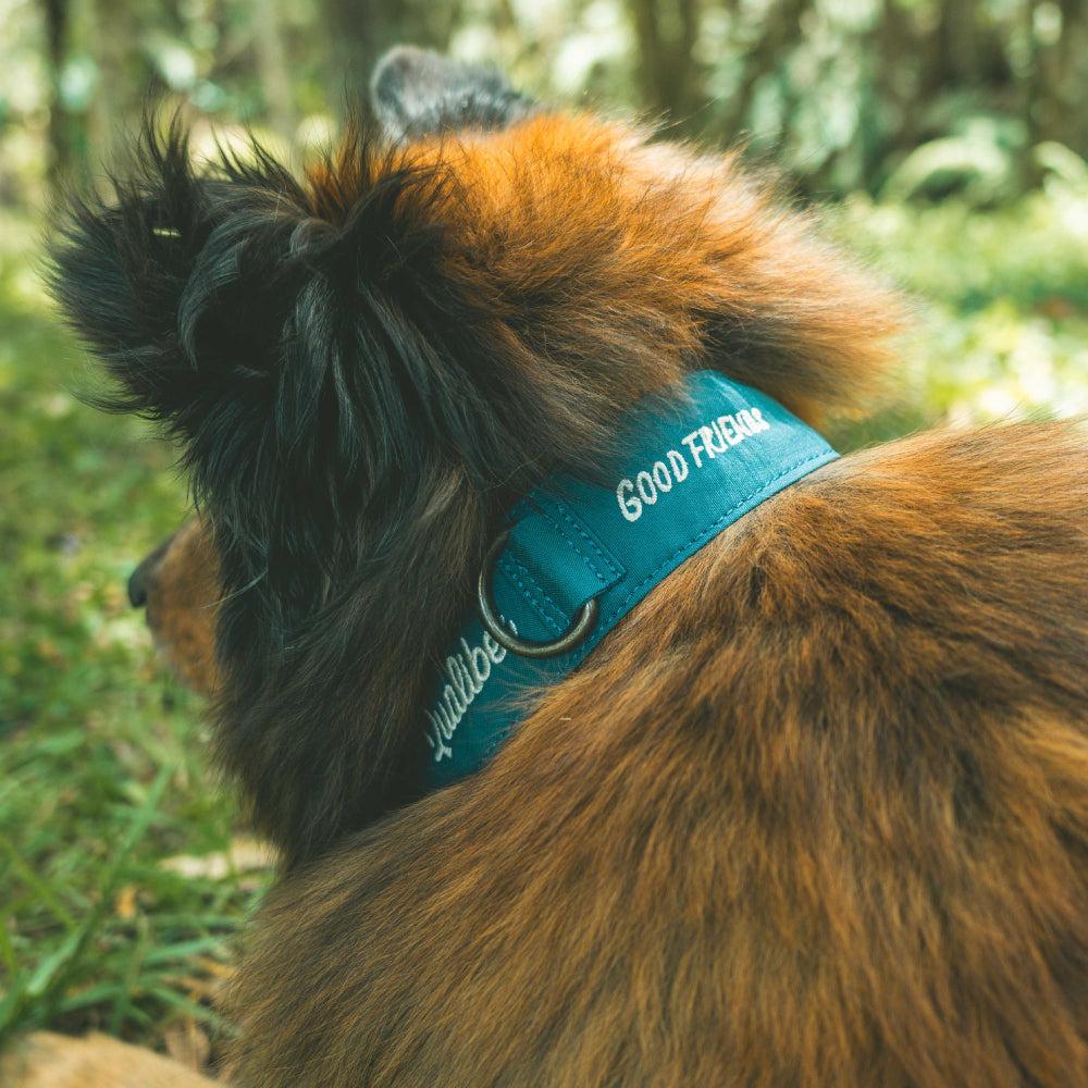 Collar Qualibet Pet Navy (L)