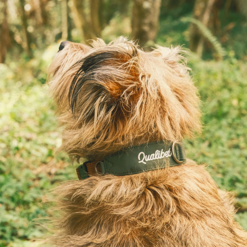 Collar Qualibet Pet Green (L)