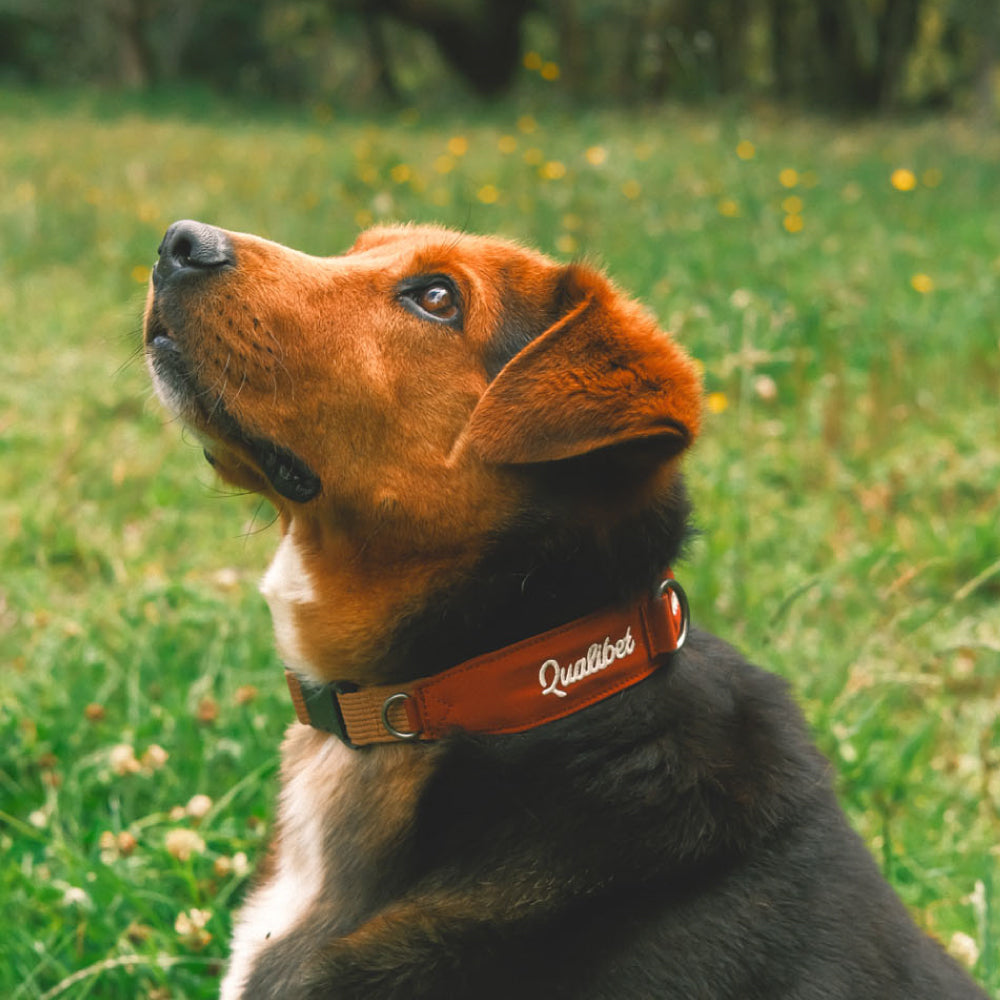Collar Qualibet Pet Pepper (L) Imagen principal del producto