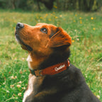 Collar Qualibet Pet Pepper (L)