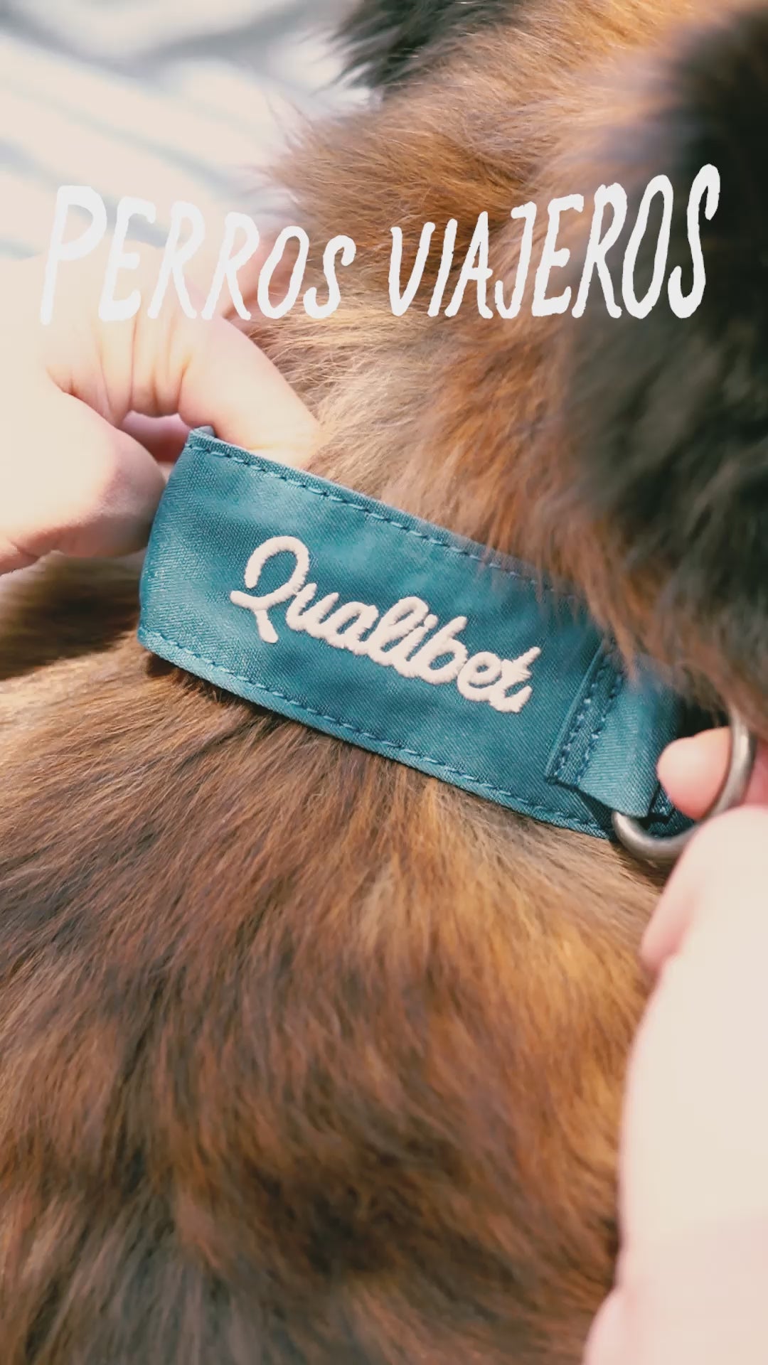 Collar Qualibet Pet Pepper (S)
